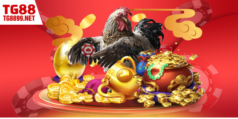 Trường Gà Mộc Bài | Đấu Trường Uy Tín Nhất Biên Giới 3 Sức hút đặc biệt của sảnh đá gà Mộc Bài